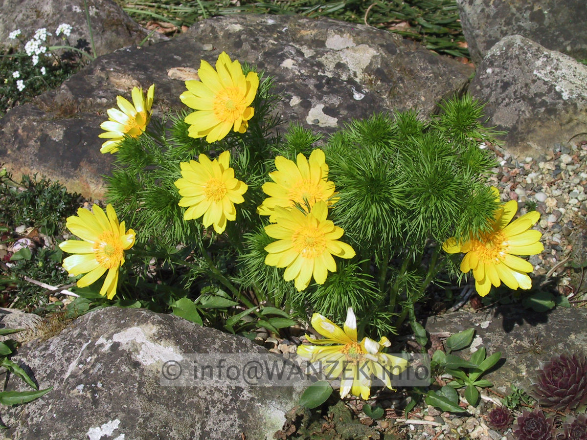 Adonis vernalis - nah2.JPG